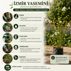 Kokulu İzmir Yasemini Fidanı 60-70 cm – Beyaz Çiçekli Sarılıcı Yasemin