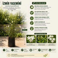 Kokulu İzmir Yasemini Fidanı 60-70 cm – Beyaz Çiçekli Sarılıcı Yasemin