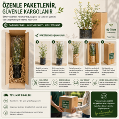 Kokulu İzmir Yasemini Fidanı 60-70 cm – Beyaz Çiçekli Sarılıcı Yasemin