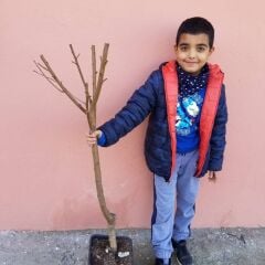 4 Yaş Aşılı Şeftali Fidanı ROBERT, Saksıda