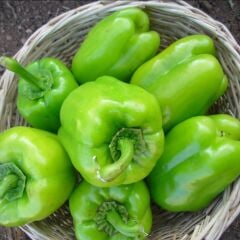 Kandil Dolmalık Biber Tohumu (20 tohum)
