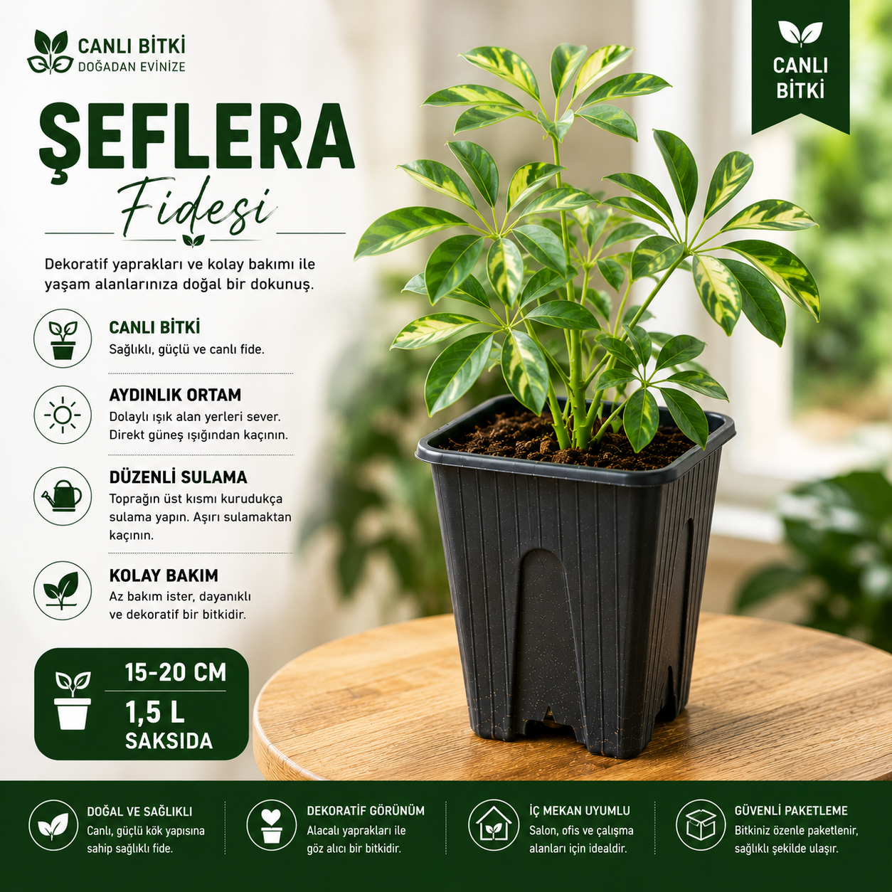 Alacalı Şeflera Fidesi 15-20 cm – 1,5 L Saksıda Canlı İç Mekan Bitkisi
