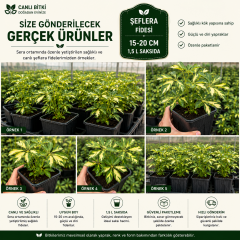 Alacalı Şeflera Fidesi 15-20 cm – 1,5 L Saksıda Canlı İç Mekan Bitkisi