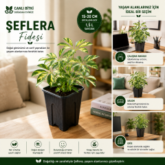Alacalı Şeflera Fidesi 15-20 cm – 1,5 L Saksıda Canlı İç Mekan Bitkisi