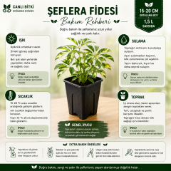 Alacalı Şeflera Fidesi 15-20 cm – 1,5 L Saksıda Canlı İç Mekan Bitkisi