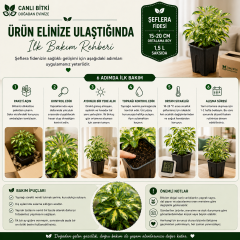 Alacalı Şeflera Fidesi 15-20 cm – 1,5 L Saksıda Canlı İç Mekan Bitkisi