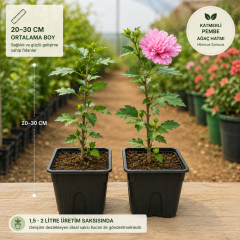 Katmerli Pembe Ağaç Hatmi Fidanı – 20-30 cm Üretim Saksısında Hibiscus Syriacus