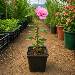 Katmerli Pembe Ağaç Hatmi Fidanı – 20-30 cm Üretim Saksısında Hibiscus Syriacus