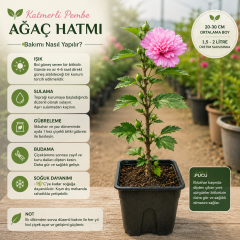 Katmerli Pembe Ağaç Hatmi Fidanı – 20-30 cm Üretim Saksısında Hibiscus Syriacus