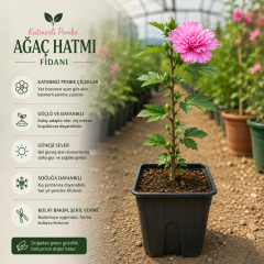 Katmerli Pembe Ağaç Hatmi Fidanı – 20-30 cm Üretim Saksısında Hibiscus Syriacus