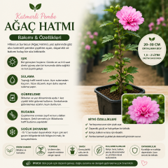 Katmerli Pembe Ağaç Hatmi Fidanı – 20-30 cm Üretim Saksısında Hibiscus Syriacus