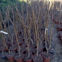 4 Yaş Aşılı Şeftali Fidanı RUBY RİCH, Saksıda