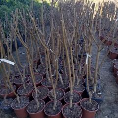 4 Yaş Aşılı Şeftali Fidanı EXTREM JULY, Saksıda