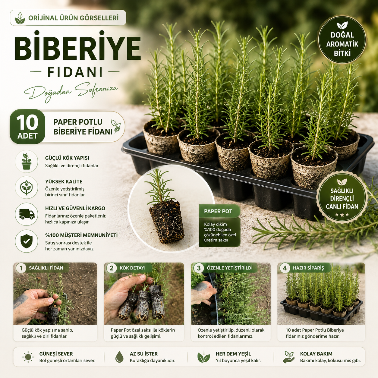 10 Adet Paper Potlu Biberiye Fidanı 10-15 cm – Köklü Canlı Fide – Saksı Balkon ve Bahçe İçin