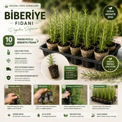 10 Adet Paper Potlu Biberiye Fidanı 10-15 cm – Köklü Canlı Fide – Saksı Balkon ve Bahçe İçin