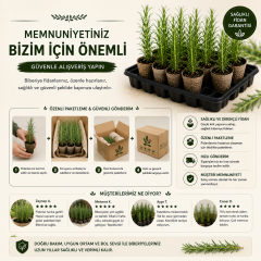 10 Adet Paper Potlu Biberiye Fidanı 10-15 cm – Köklü Canlı Fide – Saksı Balkon ve Bahçe İçin