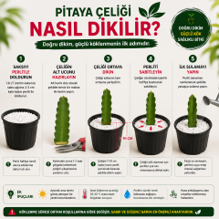 Kendi Pitayanı Yetiştir! Ejder Meyvesi Başlangıç Seti 20-30 cm Çelik + 1,6 L Saksı + Perlit