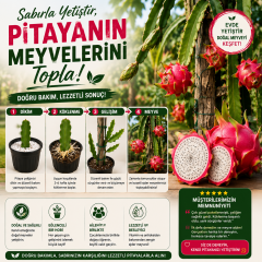 Kendi Pitayanı Yetiştir! Ejder Meyvesi Başlangıç Seti 20-30 cm Çelik + 1,6 L Saksı + Perlit