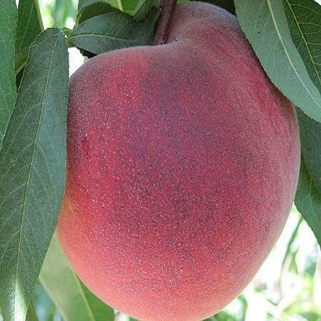 4 Yaş Aşılı Şeftali Fidanı O HENRY, Saksıda