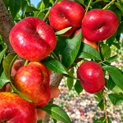 Aşılı AC459-25 Yassı Nektarin Fidanı – Parlak Kırmızı, Çok Tatlı ve Aromatik Özel Çeşit