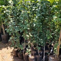 Kızılcık Fidanı İngiliz Su Damlası Aşılı  4 Yaş, Saksıda