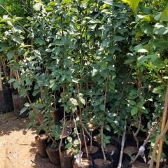 Kızılcık Fidanı İngiliz Su Damlası Aşılı  4 Yaş, Saksıda