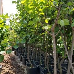 4 Yaş Aşılı Şekerpare Kayısı Fidanı, Saksıda