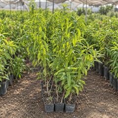 Aşılı Osiris Yassı Şeftali Fidanı – Sarı Etli, İri Meyveli, Tatlı ve Aromatik Özel Çeşit