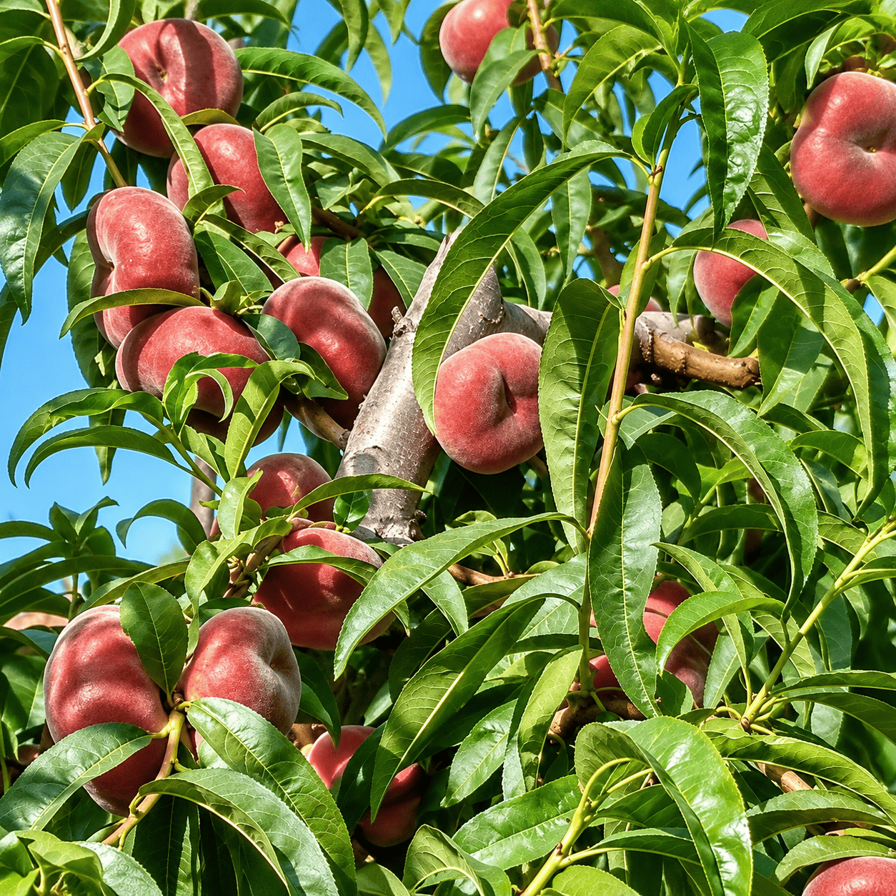Aşılı Osiris Yassı Şeftali Fidanı – Sarı Etli, İri Meyveli, Tatlı ve Aromatik Özel Çeşit