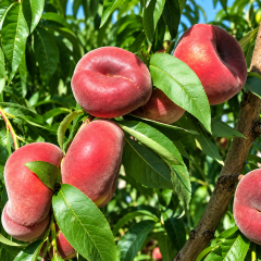 Aşılı Babylone Yassı Şeftali Fidanı – Beyaz Etli, İri Meyveli, Çok Aromatik ve Yüksek Verimli Özel Çeşit