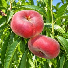Aşılı Platifun Yassı Şeftali Fidanı – Beyaz Etli, Çok İri Meyveli, Tatlı ve Aromatik Özel Çeşit