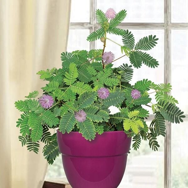 Küstüm Çiçeği Fidanı (Mimosa Pudica) – Dokununca Yapraklarını Kapatan Hassas Bitki | Ortalama 20 cm