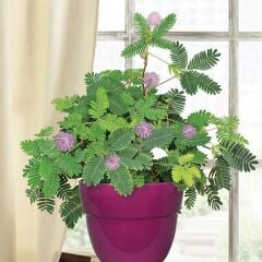 Küstüm Çiçeği Fidanı (Mimosa Pudica) – Dokununca Yapraklarını Kapatan Hassas Bitki | Ortalama 20 cm