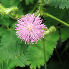 Küstüm Çiçeği Fidanı (Mimosa Pudica) – Dokununca Yapraklarını Kapatan Hassas Bitki | Ortalama 20 cm