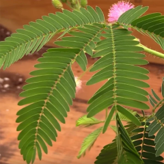 Küstüm Çiçeği Fidanı (Mimosa Pudica) – Dokununca Yapraklarını Kapatan Hassas Bitki | Ortalama 20 cm