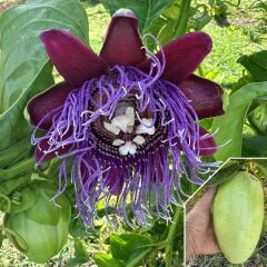 Dev Granadilla Fidanı Passiflora Quadrangularis 40–60 cm – Dev Meyveli Mor Çiçekli Tropikal Çarkıfelek