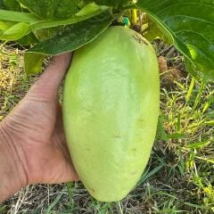 Dev Granadilla Fidanı Passiflora Quadrangularis 40–60 cm – Dev Meyveli Mor Çiçekli Tropikal Çarkıfelek