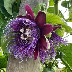 Dev Granadilla Fidanı Passiflora Quadrangularis 40–60 cm – Dev Meyveli Mor Çiçekli Tropikal Çarkıfelek