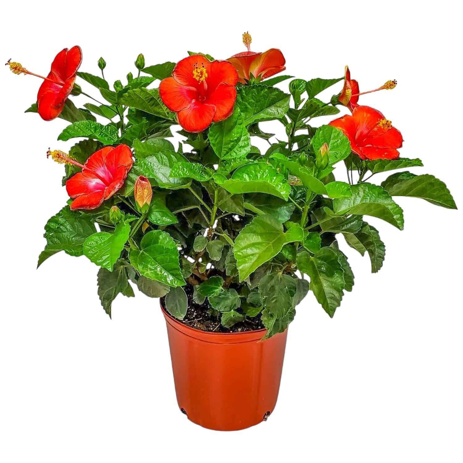 President Red Japon Gülü Fidanı – Canlı Kırmızı Çiçekli Hibiscus Rosa-Sinensis | 40–100 cm