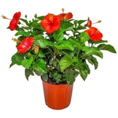 President Red Japon Gülü Fidanı – Canlı Kırmızı Çiçekli Hibiscus Rosa-Sinensis | 40–100 cm