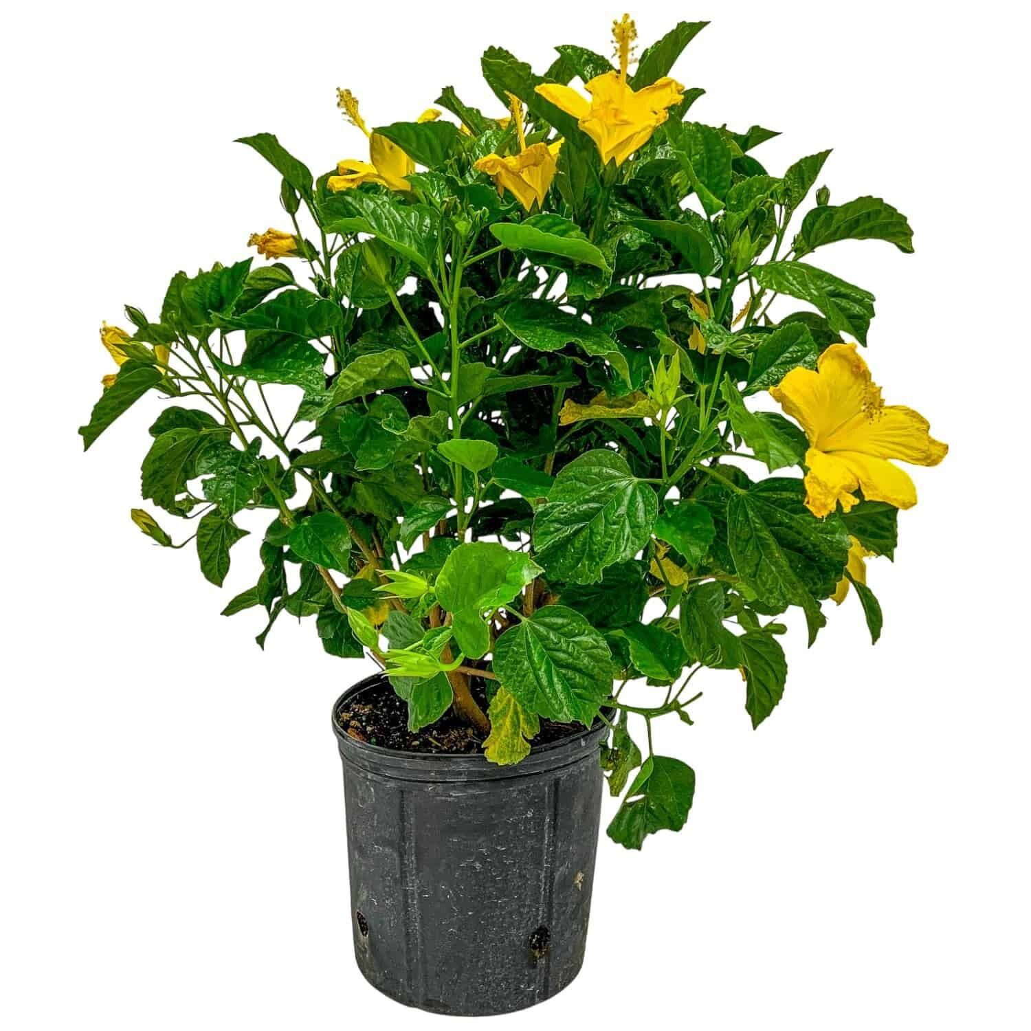 Fort Myers Yellow Sarı Japon Gülü Fidanı – Canlı Sarı Çiçekli Hibiscus Rosa-Sinensis | 40–100 cm