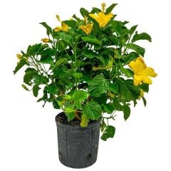 Fort Myers Yellow Sarı Japon Gülü Fidanı – Canlı Sarı Çiçekli Hibiscus Rosa-Sinensis | 40–100 cm