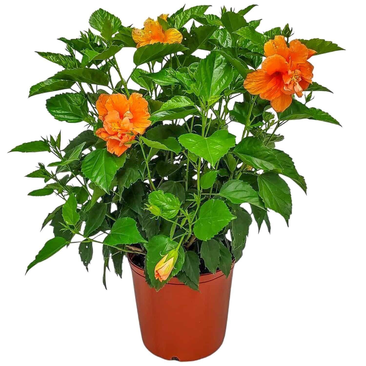 Double Peach Katmerli Japon Gülü Fidanı – Şeftali Turuncu Çiçekli Hibiscus Rosa-Sinensis | 40–100 cm BZMFDNCI0001673