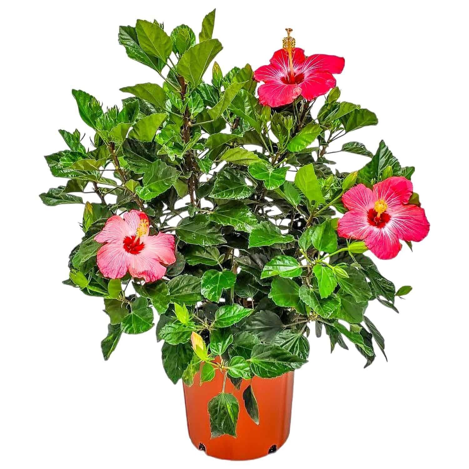 Painted Lady Pink Japon Gülü Fidanı – Pembe Kırmızı Çiçekli Özel Hibiscus Rosa-Sinensis | 40–100 cm