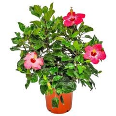 Painted Lady Pink Japon Gülü Fidanı – Pembe Kırmızı Çiçekli Özel Hibiscus Rosa-Sinensis | 40–100 cm
