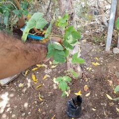 Malling Promise İTHAL İri Ahududu, Torbada