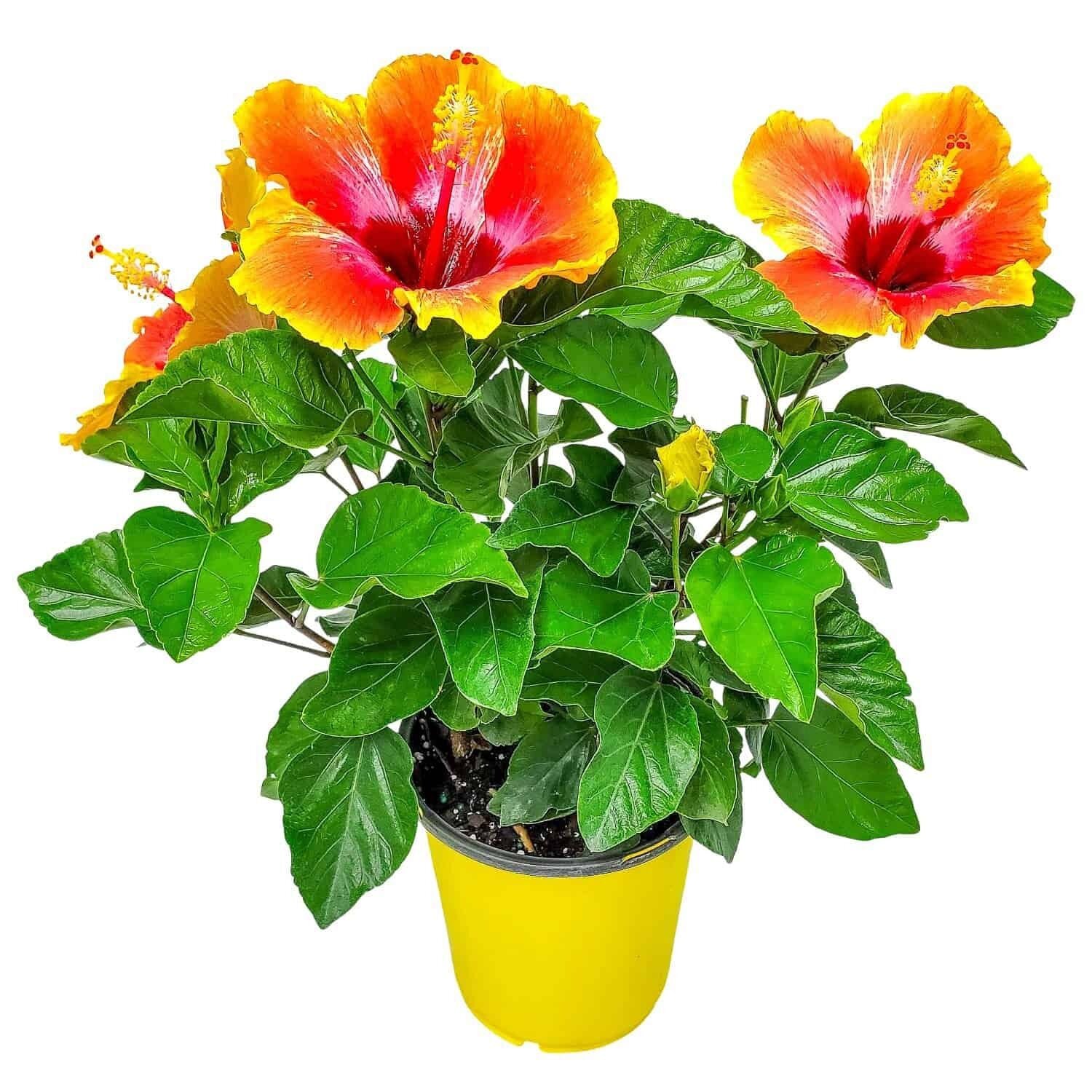 Çok Renkli Japon Gülü Fidanı – Sarı Turuncu Kırmızı Çiçekli Hibiscus | 40–100 cm