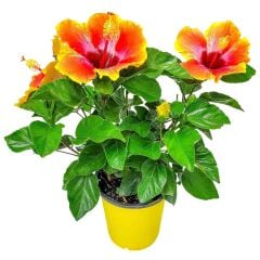 Çok Renkli Japon Gülü Fidanı – Sarı Turuncu Kırmızı Çiçekli Hibiscus | 40–100 cm