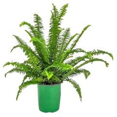 Kimberly Queen Eğrelti Otu – Dik Formlu İri Yapraklı Salon ve Balkon Bitkisi | 30–60 cm