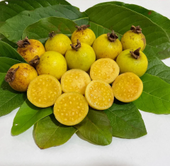 Üzüm Guava Fidanı – Nadir Sarı Meyveli Egzotik Guava Çeşidi | Psidium Guineense